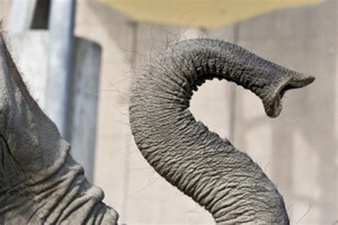 Research project: Elephant trunk – Vienna Zoo