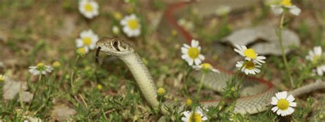 5 Common Snakes Found In Pakistan 2024 Bird Watching Hq