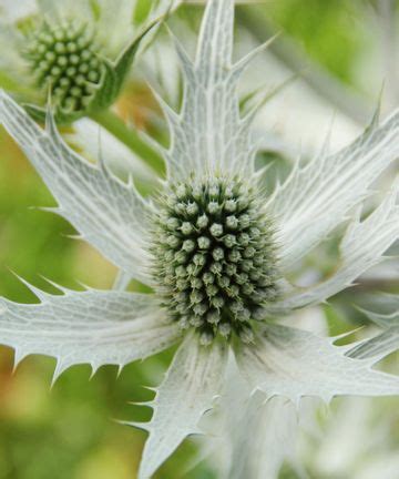 Sea holly varieties: 16 types of eryngium to grow yourself | Gardeningetc