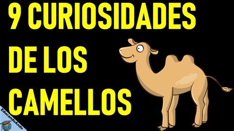 Datos Curiosos De Los Camellos Youtube