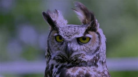 Great Horned Owl Blinks Screeches Looking Stock Footage Video (100% ...