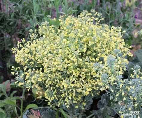 Broccoli Flower Why Broccoli Plants Bolt And What To Do About It