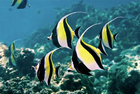 ikan dalam laut kuning biru - Neil Coleman