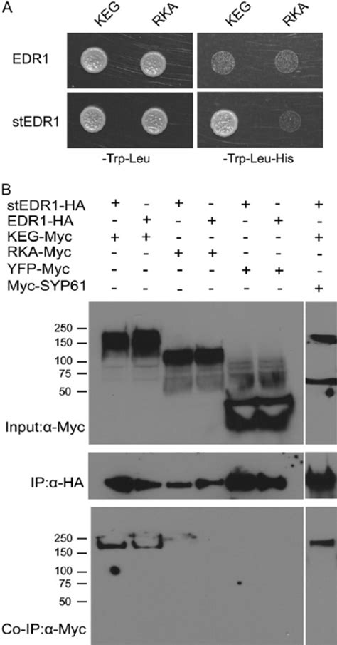 Keg Physically Interacts With Edr A Pairwise Yeast Two Hybrid