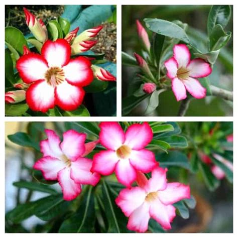 Como Plantar Rosa Do Deserto No Ch O E Em Vasos Murilo