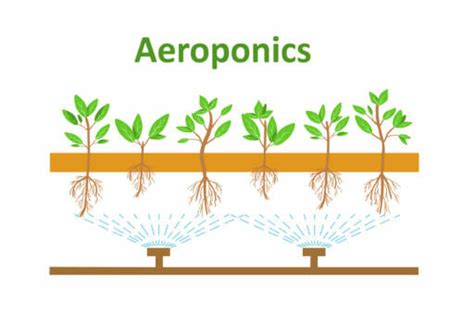 Aeroponics/How Does Aeroponics Work?