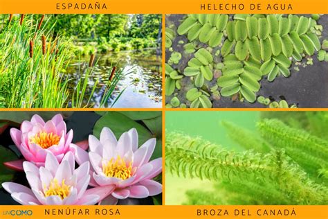 Plantas Acu Ticas Nombres Y Sus Tipos Con Im Genes