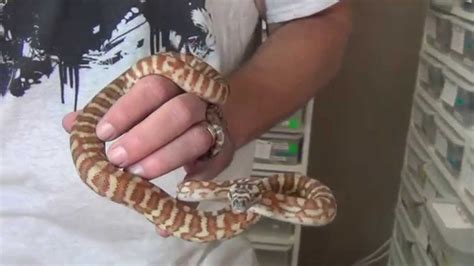 Working The Jaguar Carpet Python Mutation K Brothers Pythons Ep 22