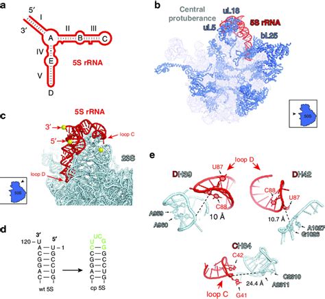 Rrna Sequencing