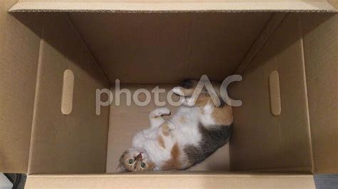 段ボールに入った猫 No 435509｜写真素材なら「写真ac」無料（フリー）ダウンロードok