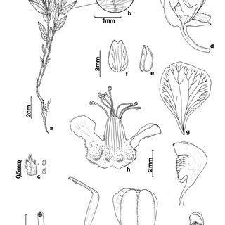 P extraaxillaris Chodat L B Smith 11444 a hábito b lâmina