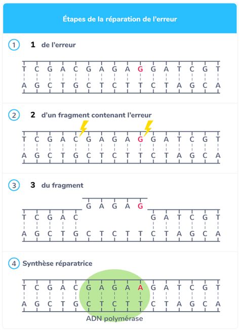 Schématiser la réparation de l ADN par les enzymes 1ère Exercice de