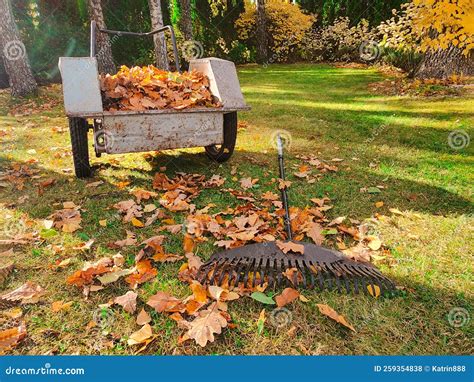 Raking Fallen Autumn Leaves In The Garden Stock Photo Image Of Orange