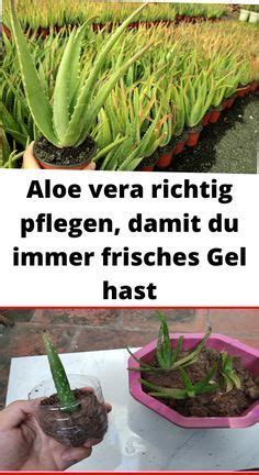 Aloe Vera Richtig Pflegen Damit Du Immer Frisches Gel Hast