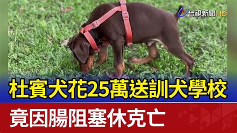 杜賓犬花25萬送訓犬學校 竟因腸阻塞休克亡 Youtube