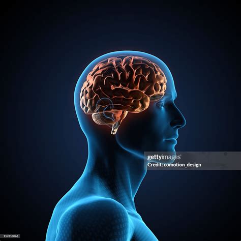 Human Brain High Res Stock Photo Getty Images