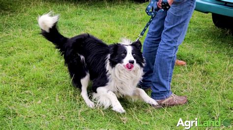 Irish Sheep Hound