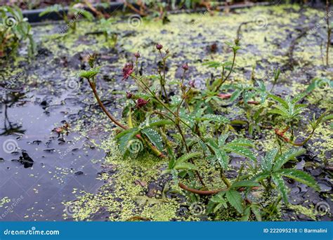 Comarum Palustre Ou Potencial Palustris Planta Medicinal Conhecida