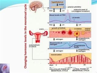 Micronised Progesterone In Preterm Labour PPT