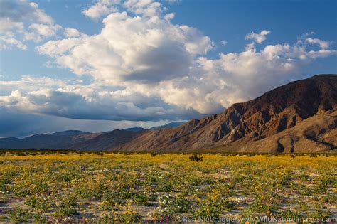 Anza Borrego Desert State Park | Photos by Ron Niebrugge