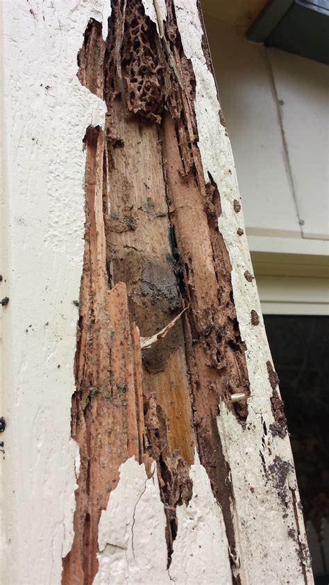 Termite Damaged Weatherboard In Boronia Victoria