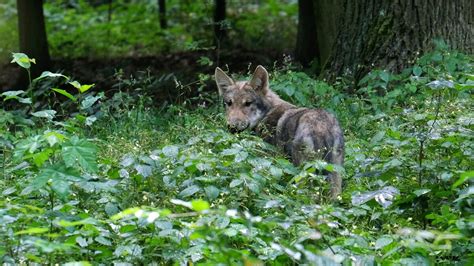 Meißen Wieder Wölfe im Moritzburger Wildgehege Sächsische de