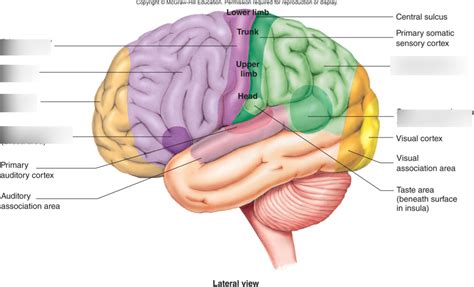 Brain sensory Areas Diagram | Quizlet