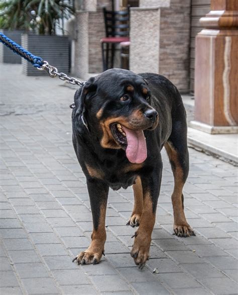 Most Popular Dog Breeds: #8 Rottweiler – PetWell Club