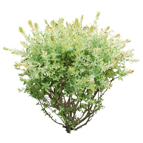 Collection Of Shrub Bushes Png Pluspng