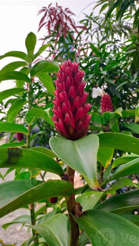 Planta De Jengibre Rojo Alpinia Purpurata O Planta De Bosque Tropical