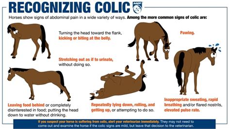 September: Impaction Colic - Swiftsure Equine