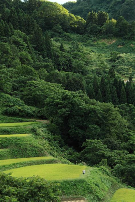 初秋・一之貝の棚田（新潟県長岡市一之貝） 越後長岡発／建築・風景写真