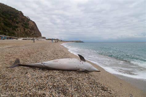 Delfino Spiaggiato Sul Litorale Di Bergeggi IVG It