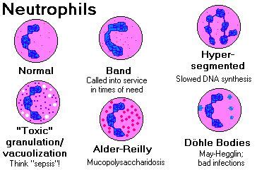 Absolute Neutrophil Count Calculation, Normal Counts, Low