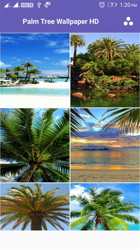 Palm Tree 4k Wallpaper App On Amazon Appstore