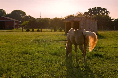 The Oasis Animal Sanctuary | Sanctuary Photos