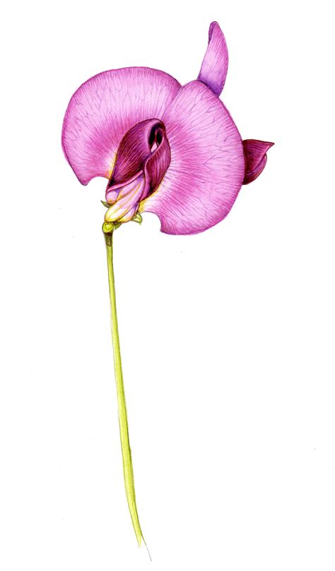 Sweet Pea Flower Final Botanical Illustration By Lizzie Harper Lizzie