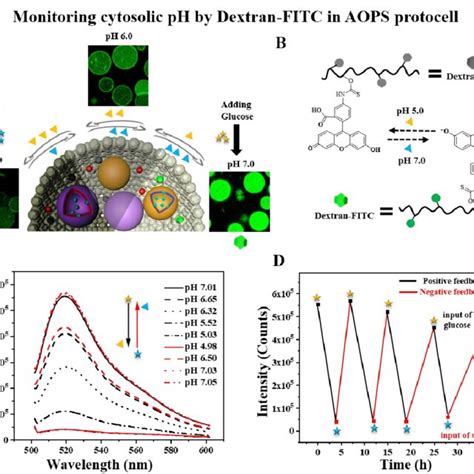 A Schematic Representation Of Dextran Fitc As Ph Sensor Within Aops