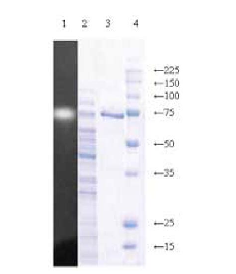 SDS PAGE Showing Purified Recombinant Bacillus Licheniformis A1