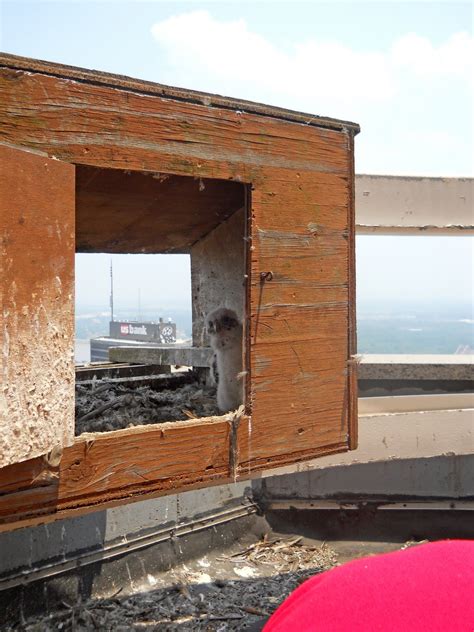 World Bird Sanctuary: Peregrine Falcon Banding