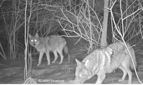 Appreciating the Eastern Coyote and the Story of its Arrival