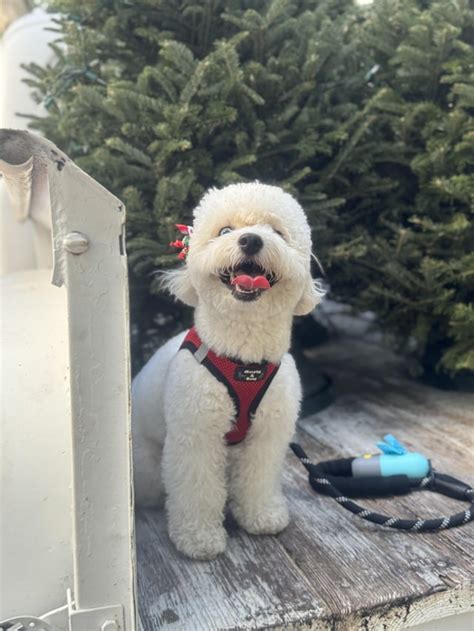 Grooming Before And After Rgoldendoodles