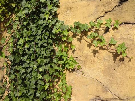 Hedera Helix Hibernica Lubera De