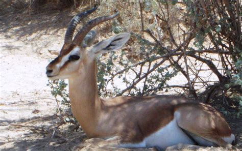 Israel's 10 Most Unusual Wild Animals