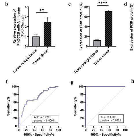 Gene And Protein Expression Of Pi K Pik C A And Pik C B And Their