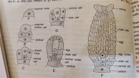 Oogonium structure and fertilization in Chara - YouTube