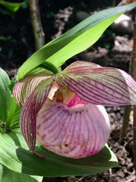 Cypripedium Reginae Walter Queen Lady S Slipper World Flora Pl