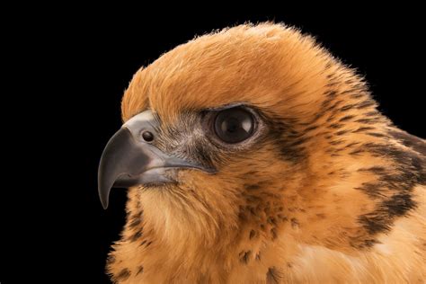 Bir040 00136 Joel Sartore