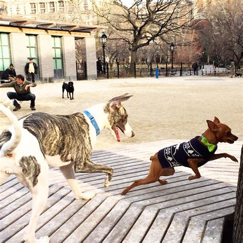 Washington Square Park Large Dog Run 24 Photos And 26 Reviews Dog