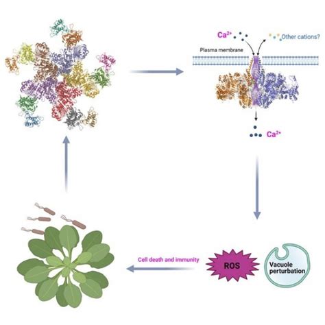 zar resistosome acts   image eurekalert science news releases